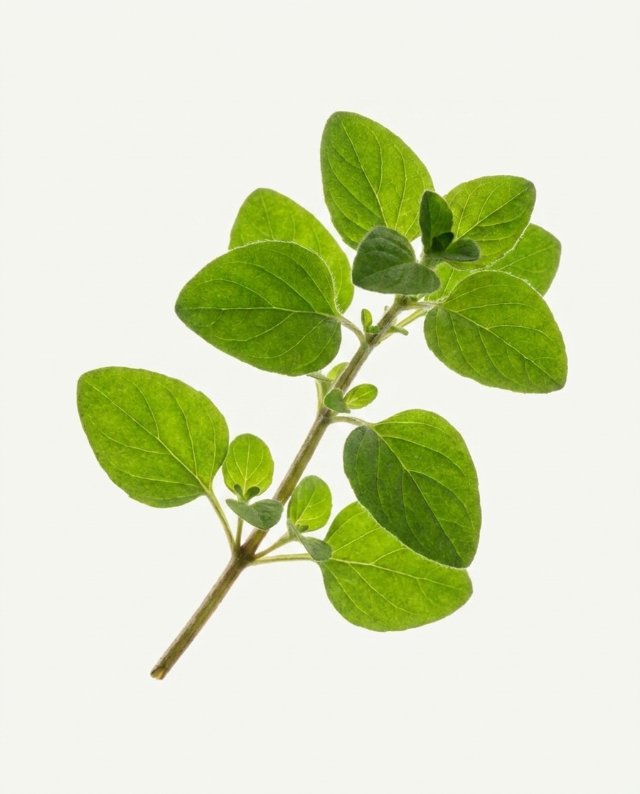 Wild Greek Oregano Oil
